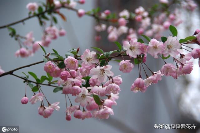 海棠花不开花？只要冬天“冻一冻”，来年春天香满楼