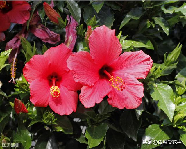 扶桑花为什么经常掉花苞？注意六个点，花苞冒不停，开花多又艳