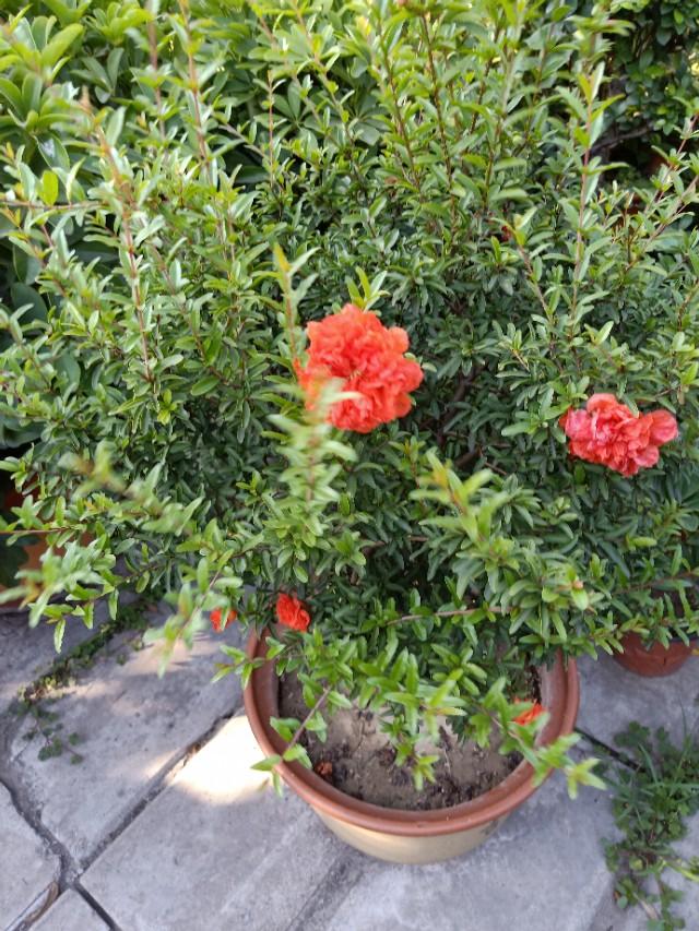石榴树你这样养。开花多来果又大，个个甜到心窝里