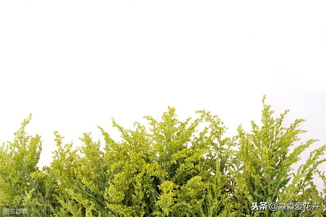 米兰为什么枝叶稀少叶枯黄？牢记“五要点”，米兰花养好并不难