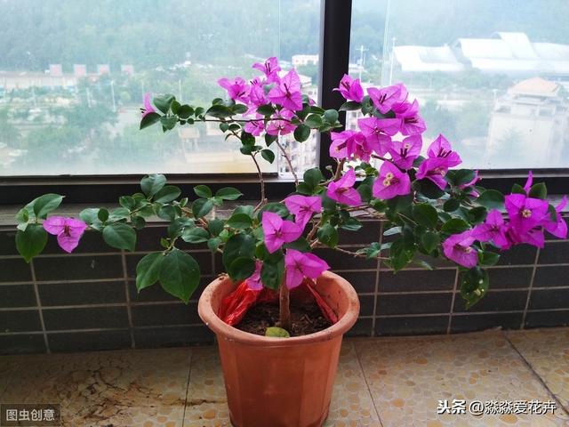 冬季室内养护三角梅，四点做好，枝叶繁茂长势旺，花开依旧色鲜艳