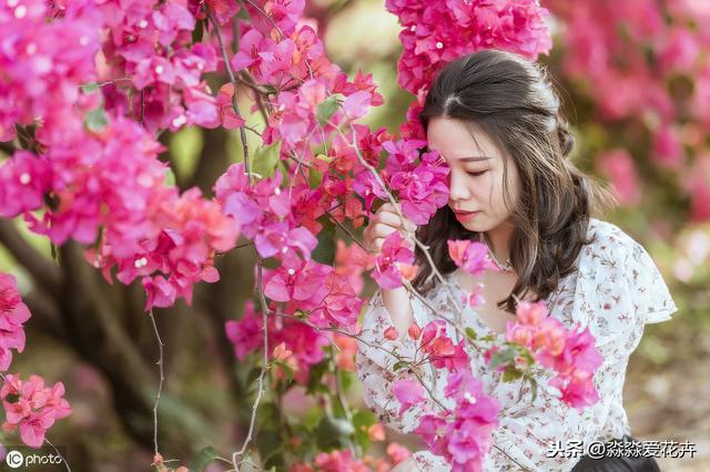 冬季室内养护三角梅，四点做好，枝叶繁茂长势旺，花开依旧色鲜艳