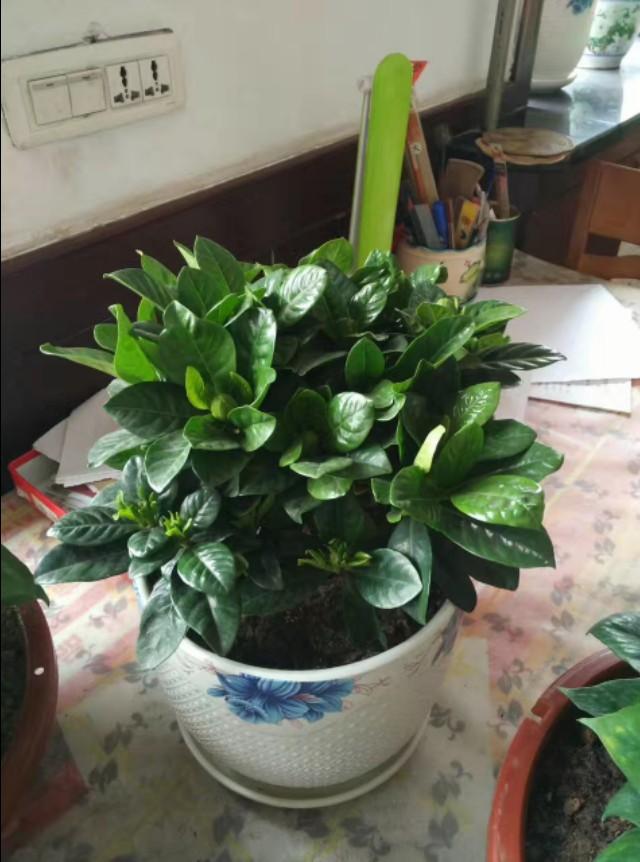 你买的栀子花枯黄脱落养不好是因为园土的错？园土：这个锅我不背