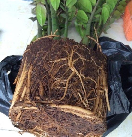 金钱树难养？教你几招，保证叶片浓绿不烂根