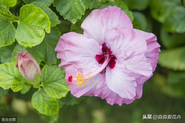扶桑花为什么经常掉花苞？注意六个点，花苞冒不停，开花多又艳