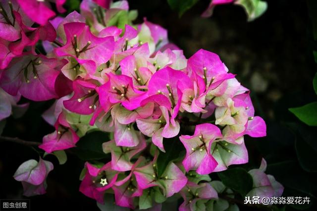 冬季室内养护三角梅，四点做好，枝叶繁茂长势旺，花开依旧色鲜艳