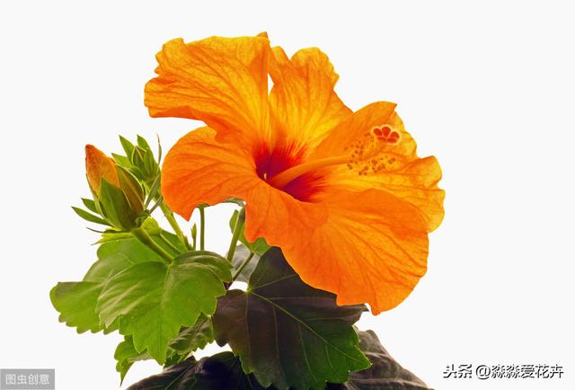 扶桑花为什么经常掉花苞？注意六个点，花苞冒不停，开花多又艳