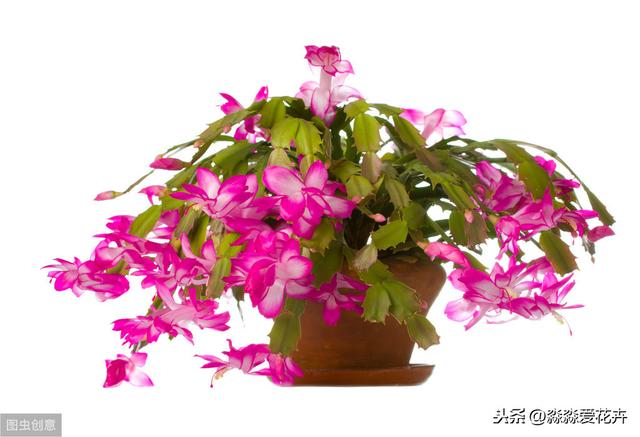 蟹爪兰嫁接繁殖难成活？掌握五个操作要领，蟹爪兰嫁接成活无压力