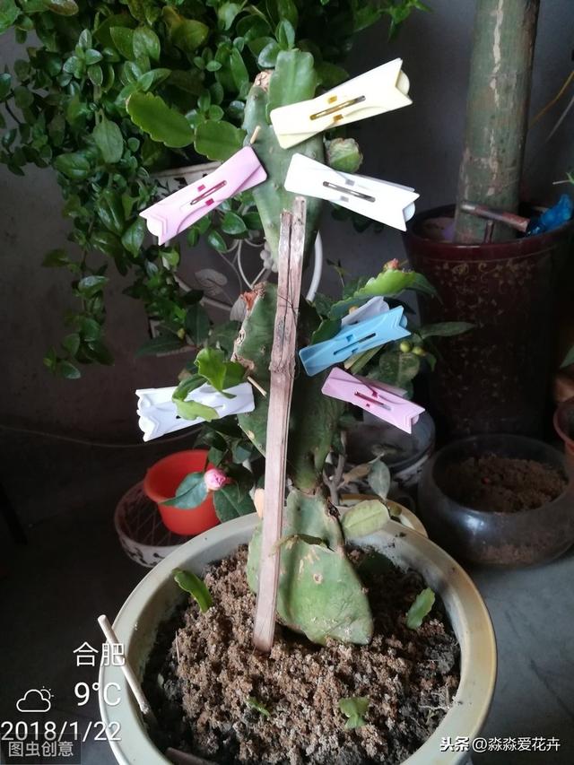 蟹爪兰嫁接繁殖难成活？掌握五个操作要领，蟹爪兰嫁接成活无压力