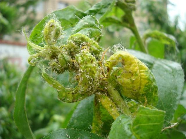 石榴树你这样养。开花多来果又大，个个甜到心窝里
