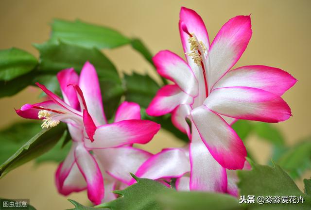 蟹爪兰嫁接繁殖难成活？掌握五个操作要领，蟹爪兰嫁接成活无压力