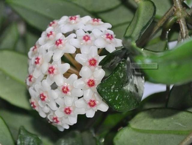 球兰造型百变，花墙打造怎能少了它？3个步骤，扶你上墙