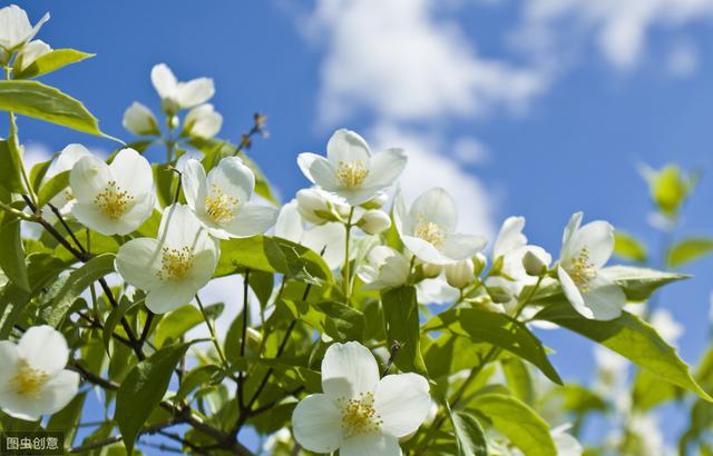 冬季保温雷区：这5种植物冬季温暖，春天反而不开花