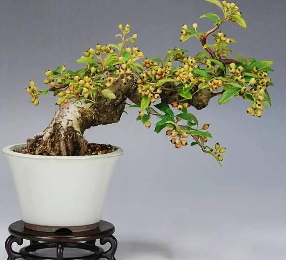 秋天火棘盆景这样制作，5个步骤，养出唯美中国味盆景，经冬不凋