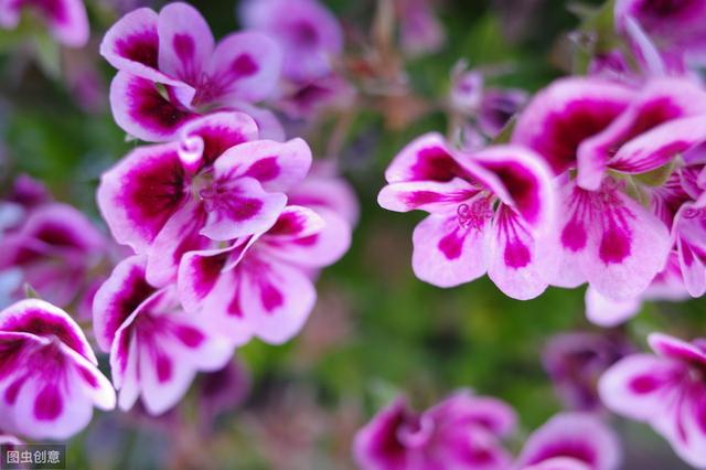 冬季保温雷区：这5种植物冬季温暖，春天反而不开花