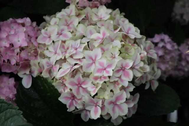 2年长到1M直径，一次能开80朵，盆栽爆花绣球养成记