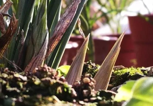 要想墨兰年年乱窜花箭？开花随在春天，但成败在于冬天的养护