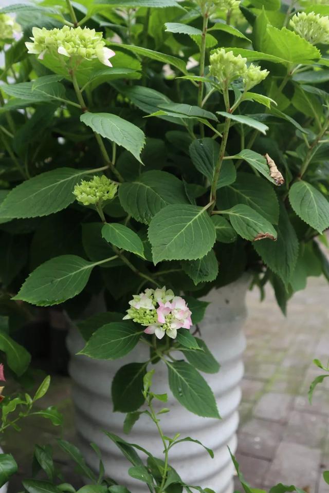 2年长到1M直径，一次能开80朵，盆栽爆花绣球养成记
