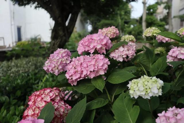 2年长到1M直径，一次能开80朵，盆栽爆花绣球养成记