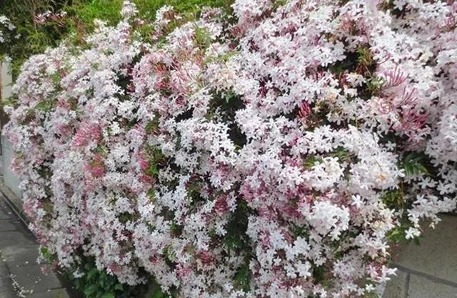花朵美过丁香，花香浓过茉莉，花量超大，被称藤本开花机器