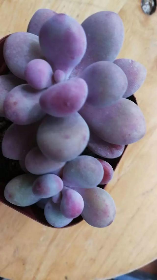 你还以为多肉只有春季和秋季最美吗？冬季才是！多肉过冬干货分享