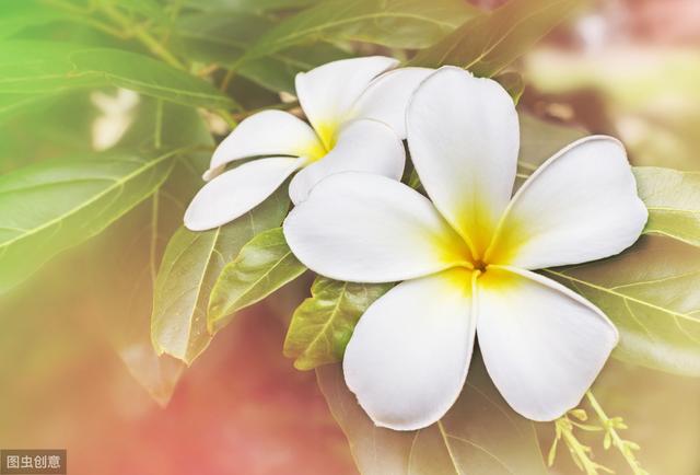 冬季保温雷区：这5种植物冬季温暖，春天反而不开花