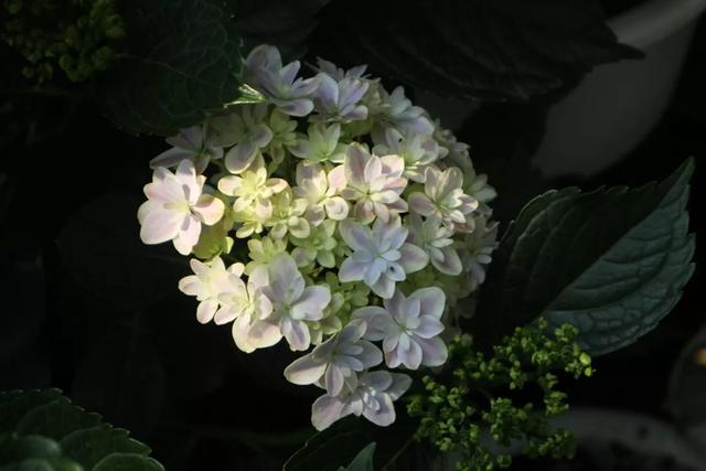 2年长到1M直径，一次能开80朵，盆栽爆花绣球养成记