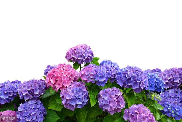 冬季保温雷区：这5种植物冬季温暖，春天反而不开花