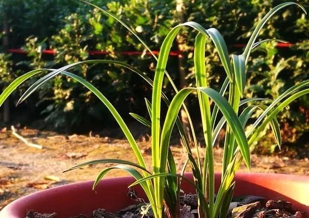 要想墨兰年年乱窜花箭？开花随在春天，但成败在于冬天的养护
