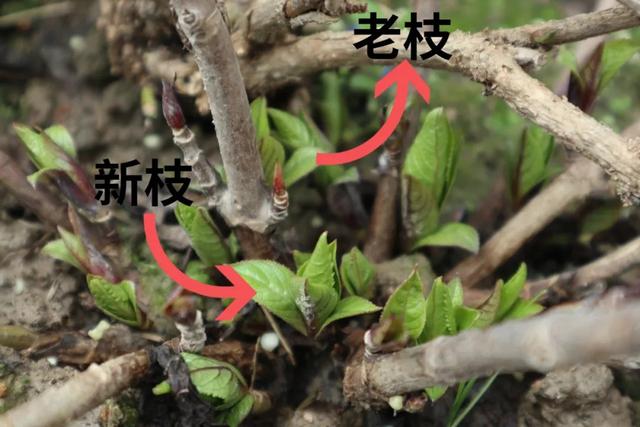 2年长到1M直径，一次能开80朵，盆栽爆花绣球养成记