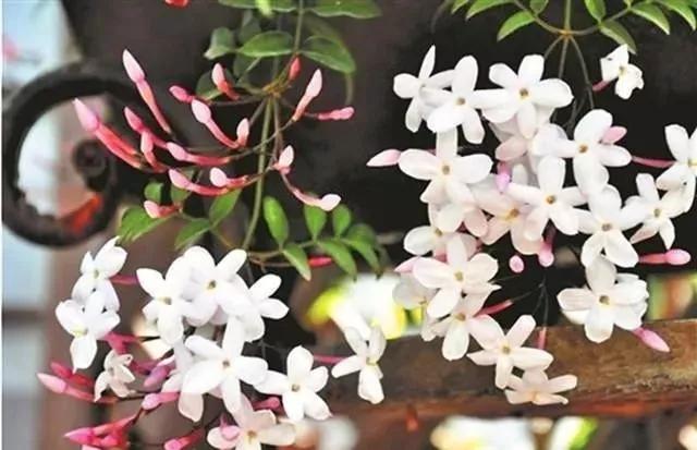 花朵美过丁香，花香浓过茉莉，花量超大，被称藤本开花机器