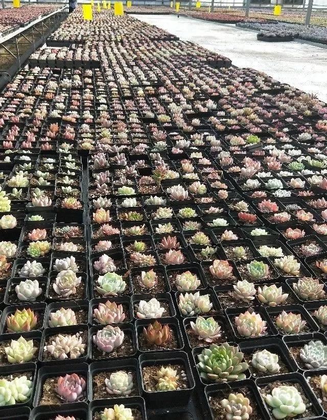 多肉配土任他千百种，只要牢记这“4个字”，一点都不难