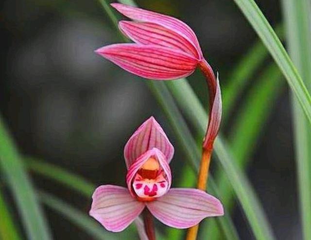 建兰和普通兰花一样吗？怎样栽培？怎样让它美美开花？