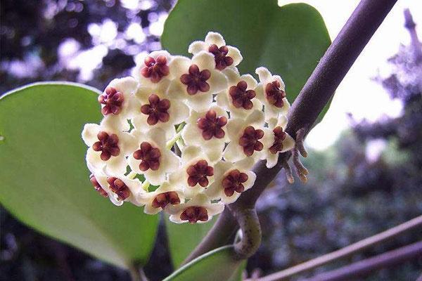 球兰造型百变，花墙打造怎能少了它？3个步骤，扶你上墙