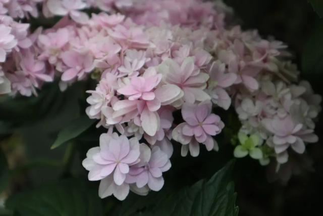 2年长到1M直径，一次能开80朵，盆栽爆花绣球养成记