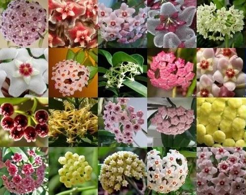 球兰造型百变，花墙打造怎能少了它？3个步骤，扶你上墙