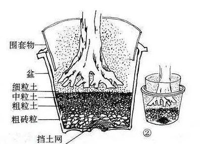 秋天火棘盆景这样制作，5个步骤，养出唯美中国味盆景，经冬不凋