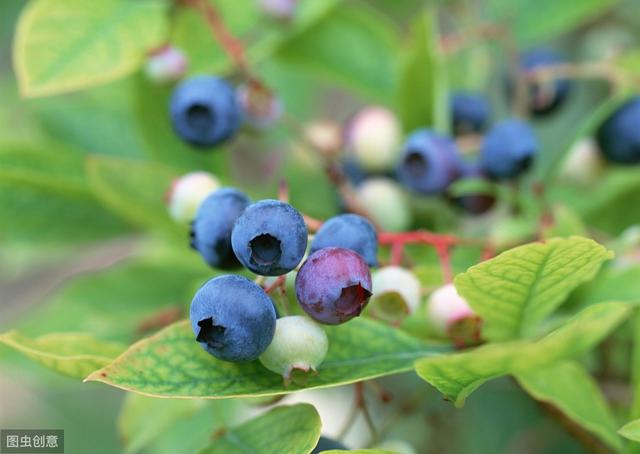 冬季保温雷区：这5种植物冬季温暖，春天反而不开花