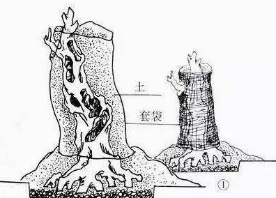 秋天火棘盆景这样制作，5个步骤，养出唯美中国味盆景，经冬不凋