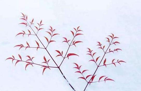 秋天火棘盆景这样制作，5个步骤，养出唯美中国味盆景，经冬不凋