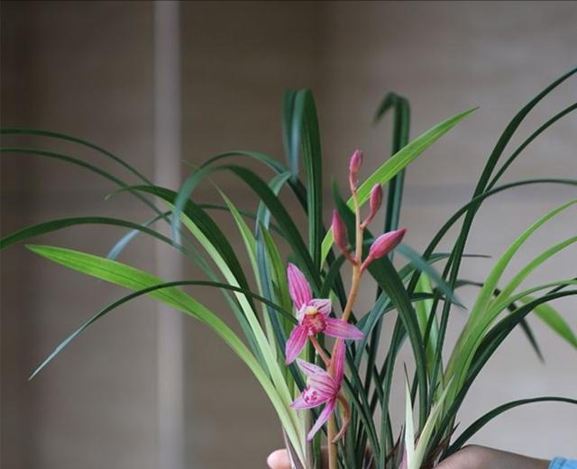 建兰和普通兰花一样吗？怎样栽培？怎样让它美美开花？