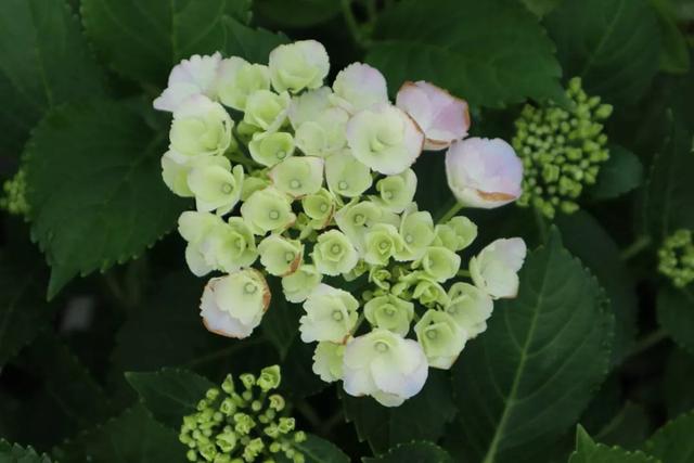 2年长到1M直径，一次能开80朵，盆栽爆花绣球养成记