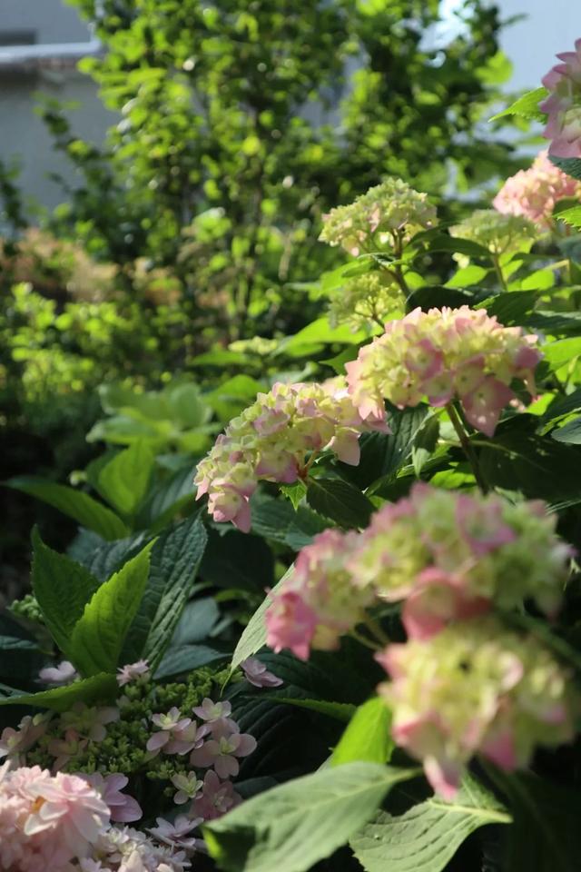 2年长到1M直径，一次能开80朵，盆栽爆花绣球养成记
