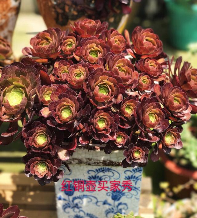 冬季你的法师变丑怎么办？怎么过冬？给你完整过冬干货