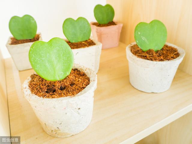 球兰造型百变，花墙打造怎能少了它？3个步骤，扶你上墙