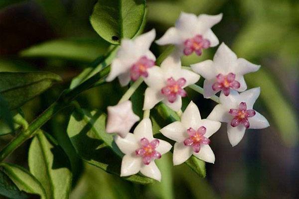 球兰造型百变，花墙打造怎能少了它？3个步骤，扶你上墙