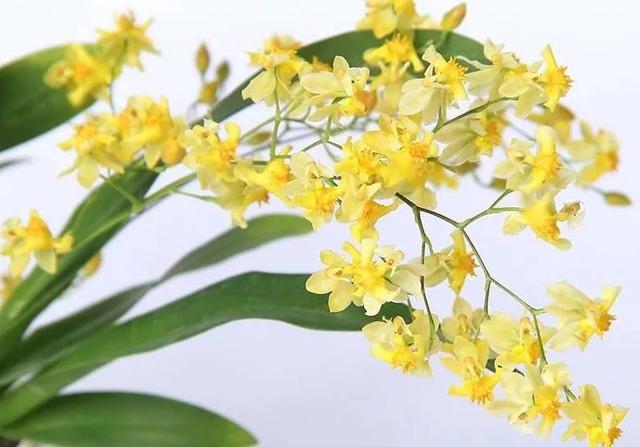 开花界名副其实的可爱教主，萌翻大众没商量，它们是秋日花园主角
