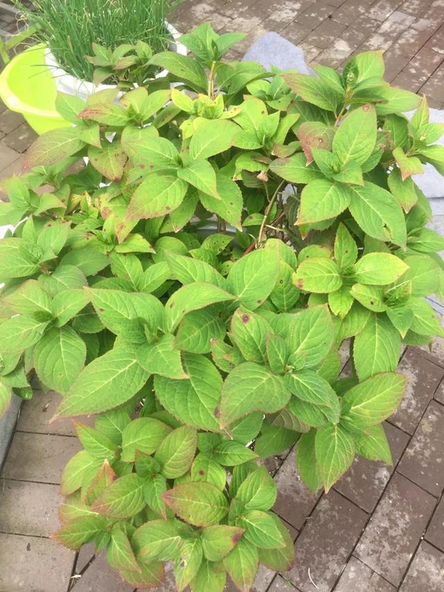2年长到1M直径，一次能开80朵，盆栽爆花绣球养成记