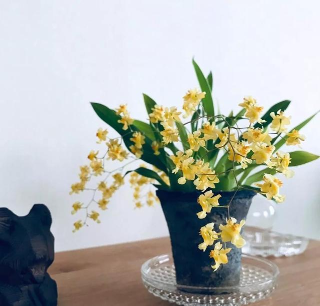 小小身板的文心兰，不需要太多光照和照料，但开花却浩浩荡荡