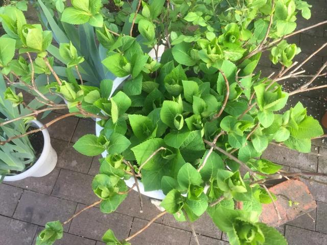 2年长到1M直径，一次能开80朵，盆栽爆花绣球养成记